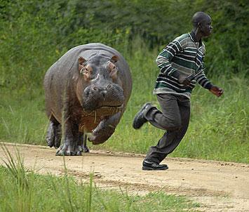 hippo-chase