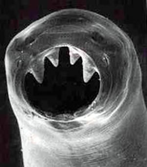 Hookworm_big