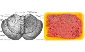 cerebellumbeef