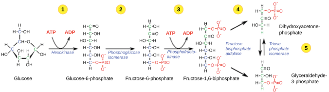 glycolysis-simple