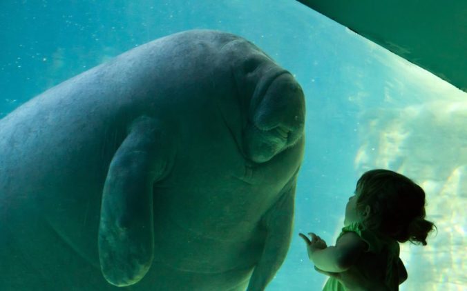 manatee-smart-1024x640.jpg